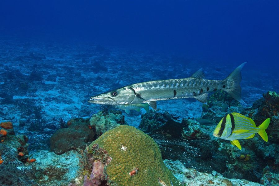 Barracuda over coral